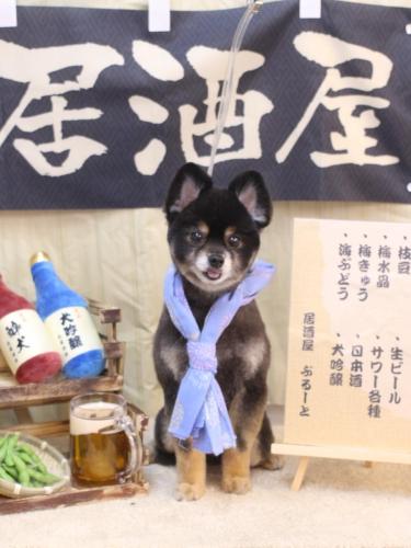 20240608獅子丸くん